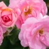Peachy Knock Out® Rose -Perennials Store PeachyKnockOut Rose 2