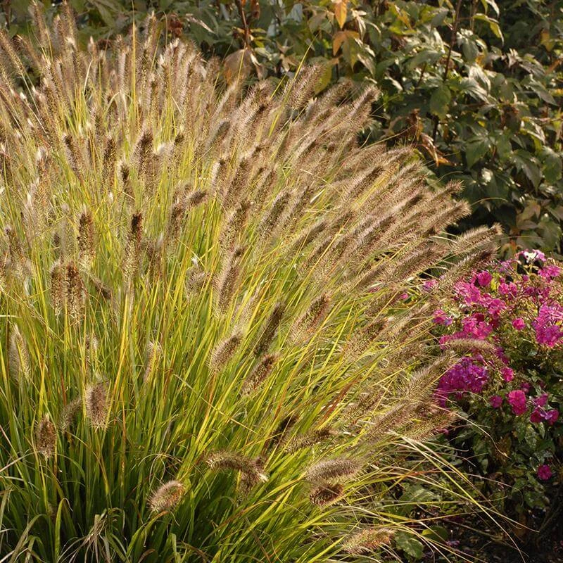 Prairie Winds® 'Desert Plains' Fountain Grass 4 Prairie Winds® 'Desert Plains' Fountain Grass - Image 2