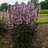 'Midnight Masquerade' Beardtongue -Perennials Store Penstemon Midnight Masquerade 1 P