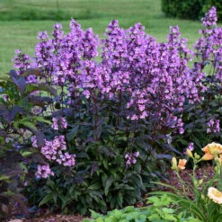 'Midnight Masquerade' Beardtongue -Perennials Store Penstemon Midnight Masquerade 3 P