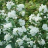 Illuminati Arch® Mock Orange -Perennials Store Philadelphus Illuminati Arch 1