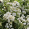Illuminati Sparks™ Mock Orange -Perennials Store PhiladelphusIlluminatiSparksIMG 1180 800x800 ccd8202