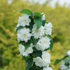 Illuminati Spice™ Mock Orange -Perennials Store Philadelphus Illuminati Spice DSC06775