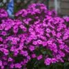 'Cloudburst' Tall Cushion Phlox -Perennials Store Phlox Cloudburst 1 P sw