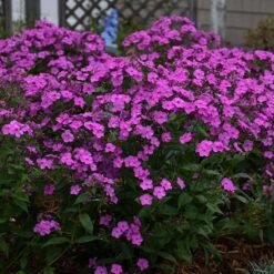 'Cloudburst' Tall Cushion Phlox -Perennials Store Phlox Cloudburst 2 P sw