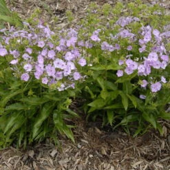 'Opening Act Blush' Hybrid Phlox -Perennials Store Phlox Opening Act Blush 1