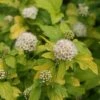 Festivus Gold® Ninebark -Perennials Store Physocarpus Festivus Gold 1 sw