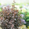 Summer Wine® Black Ninebark 1 Summer Wine® Black Ninebark -Perennials Store Physocarpus Summer Wine Black DSC02869