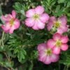 Happy Face Hearts® Potentilla 1 Happy Face Hearts® Potentilla -Perennials Store Potentilla Happy Face Hearts 1 P sw