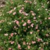 Happy Face® Pink Paradise Potentilla 2 Happy Face® Pink Paradise Potentilla -Perennials Store Potentilla Happy Face Pink Paradise 1 P sw