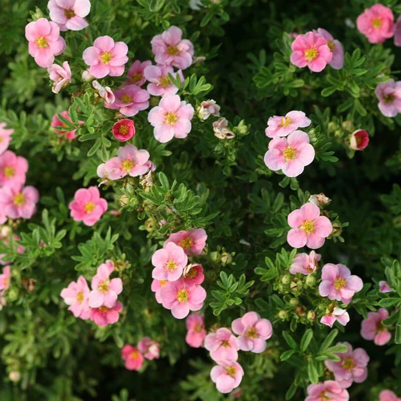 Happy Face® Pink Paradise Potentilla 4 Happy Face® Pink Paradise Potentilla - Image 2