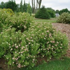Happy Face® Pink Paradise Potentilla 8 Happy Face® Pink Paradise Potentilla -Perennials Store Potentilla Happy Face Pink Paradise 3 P sw