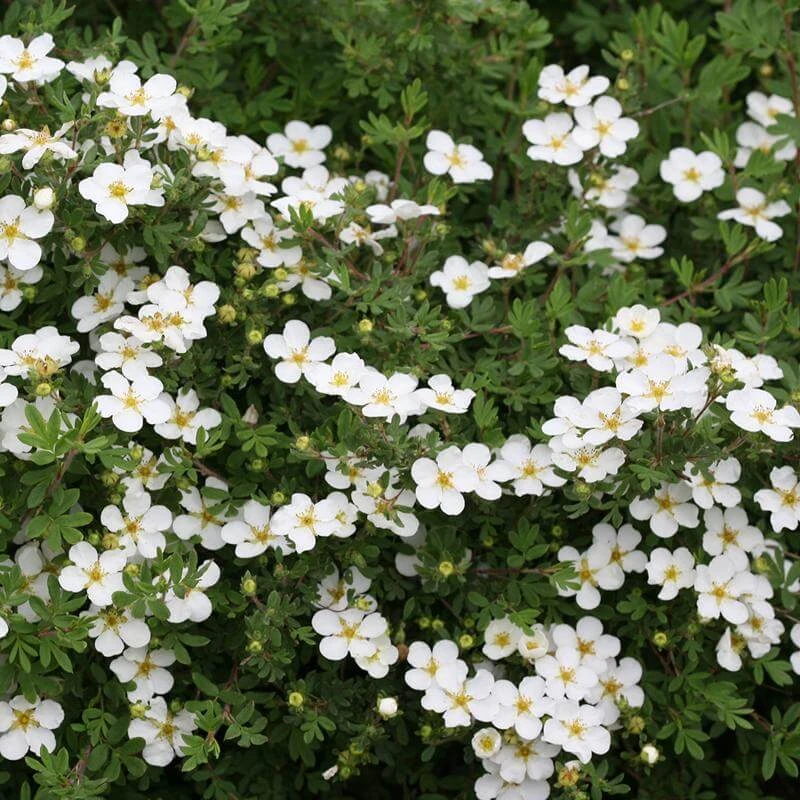 Happy Face® White Potentilla 4 Happy Face® White Potentilla - Image 2