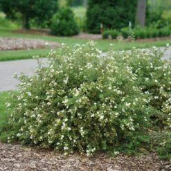 Happy Face® White Potentilla 10 Happy Face® White Potentilla -Perennials Store Potentilla Happy Face White 3 P sw