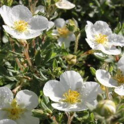 Happy Face® White Potentilla 11 Happy Face® White Potentilla -Perennials Store Potentilla Happy Face White 4 P sw
