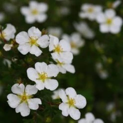 Happy Face® White Potentilla 12 Happy Face® White Potentilla -Perennials Store Potentilla Happy Face White 5 P sw
