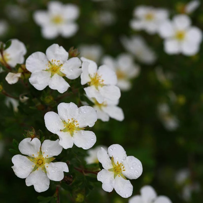 Happy Face® White Potentilla 7 Happy Face® White Potentilla - Image 5