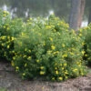 Happy Face® Yellow Potentilla -Perennials Store Potentilla Happy Face Yellow 1 P