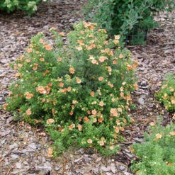 Happy Face® Orange Potentilla -Perennials Store Potentilla Happy Face Orange P1237255