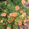 Happy Face® Orange Potentilla -Perennials Store Potentilla Happy Face Orange P1238460