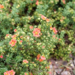 Happy Face® Orange Potentilla -Perennials Store Potentilla Happy Face Orange P1239060