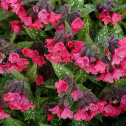 'Shrimp On The Barbie' Lungwort -Perennials Store Pulmonaria Shrimps on the Barbie 2 sq