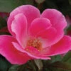 Pink Knock Out® Rose -Perennials Store ROSPK2Q 1