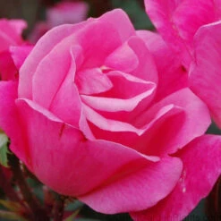 Pink Knock Out® Rose -Perennials Store ROSPK2Q 3