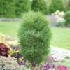 Fine Line® Rhamnus -Perennials Store RhamnusFineLineDSC08672 800x800 b03c023