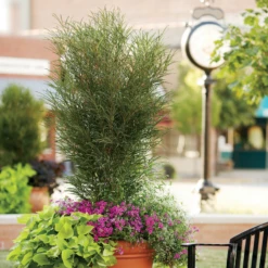 Fine Line® Rhamnus 7 Fine Line® Rhamnus -Perennials Store RhamnusFineLineMixedContainer 800x800 fba783c