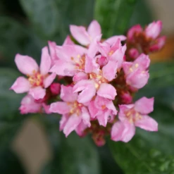 La Vida Grande™ Indian Hawthorn -Perennials Store RhaphiolepisLaVidaGrandeP1075031 800x800 b1236b4