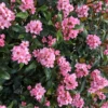 La Vida Mas™ Indian Hawthorn -Perennials Store RhaphiolepisLaVidaMsIMG 0241 800x800 4ce62b8