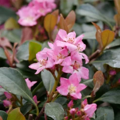 La Vida Mas™ Indian Hawthorn -Perennials Store RhaphiolepisLaVidaMsP1001761 800x800 bf500d0