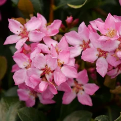 La Vida Mas™ Indian Hawthorn -Perennials Store RhaphiolepisLaVidaMsP1001763 800x800 bae5ef5