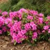 Bloom-A-Thon® Lavender Reblooming Azalea -Perennials Store Rhododendron Bloom A Thon Lavender 1 P b7b31ee5 bb79 406d b7ff 447056c2271e sw