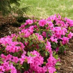 Bloom-A-Thon® Lavender Reblooming Azalea -Perennials Store Rhododendron Bloom A Thon Lavender 3 P a52a377d 7313 4336 a6b0 9a786f52e931 sw