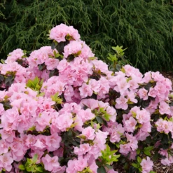 Perfecto Mundo® Double Pink Reblooming Azalea -Perennials Store RhododendronPerfectoMundoDoublePinkP1037880 800x800 cf84c72
