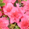 Perfecto Mundo® Epic Coral™ Reblooming Azalea 2 Perfecto Mundo® Epic Coral™ Reblooming Azalea -Perennials Store RhododendronPerfectoMundoEpicCoralIMG 0516 800x800 9689f15