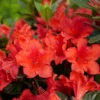 Perfecto Mundo® Orange Reblooming Azalea -Perennials Store RhododendronPerfectoMundoOrangeP1093749 800x800 5c743a9 1