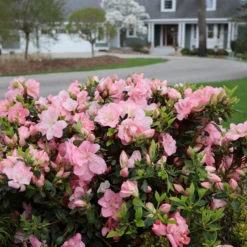 Perfecto Mundo Pink Carpet™Reblooming Azalea -Perennials Store RhododendronPerfectoMundoPinkCarpetIMG 0631 800x800 0ea7d29