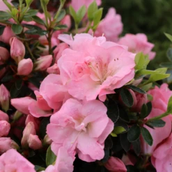 Perfecto Mundo Pink Carpet™Reblooming Azalea -Perennials Store RhododendronPerfectoMundoPinkCarpetIMG 0641 800x800 6a0c32b