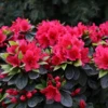 Perfecto Mundo® Red Reblooming Azalea -Perennials Store RhododendronPerfectoMundoRedIMG 0537 800x800 e858d28