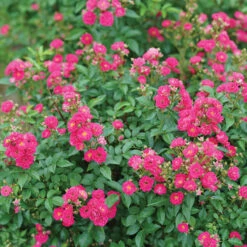 Oso Easy Peasy® Rose -Perennials Store Rosa Oso Easy Pleasy 3 P