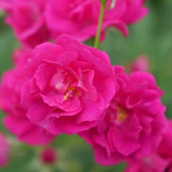 Oso Easy Peasy® Rose -Perennials Store Rosa Oso Easy Pleasy 4 P
