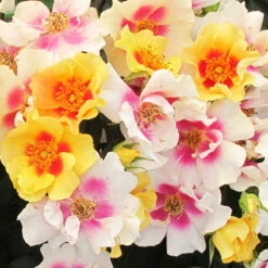 Ringo® Rose 6 Ringo® Rose -Perennials Store Rosa Ringo 2 P