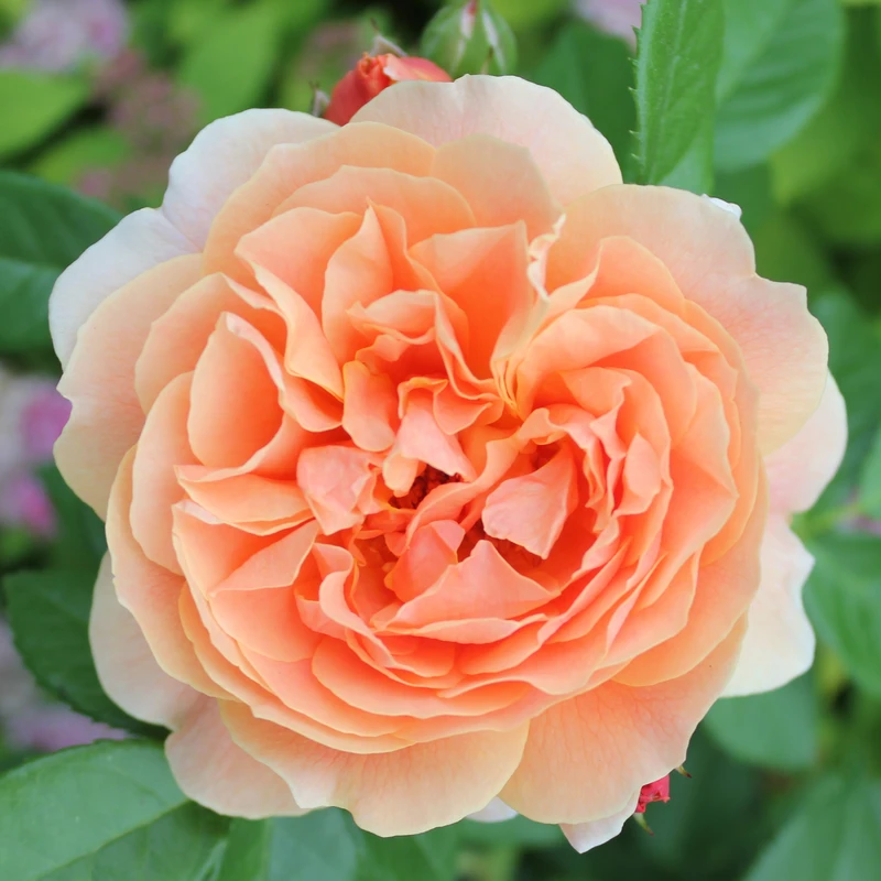 At Last® Rose 4 At Last® Rose - Image 2