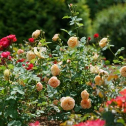 Flavorette™ Honey-Apricot Rose 9 Flavorette™ Honey-Apricot Rose -Perennials Store RosaFlavoretteApricot HoneyDSC04297 1080x1080 3345916