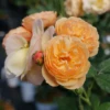 Flavorette™ Honey-Apricot Rose -Perennials Store RosaFlavoretteApricot HoneyP1184615 1080x1080 472cfd6