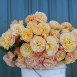 Flavorette™ Honey-Apricot Rose 8 Flavorette™ Honey-Apricot Rose -Perennials Store RosaFlavoretteHoney ApriotP1184422 1080x1080 7bf475a