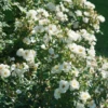 Oso Easy Ice Bay™ Rose -Perennials Store RosaOsoEasyIceBayDSC07558 1080x1080 e0415bd